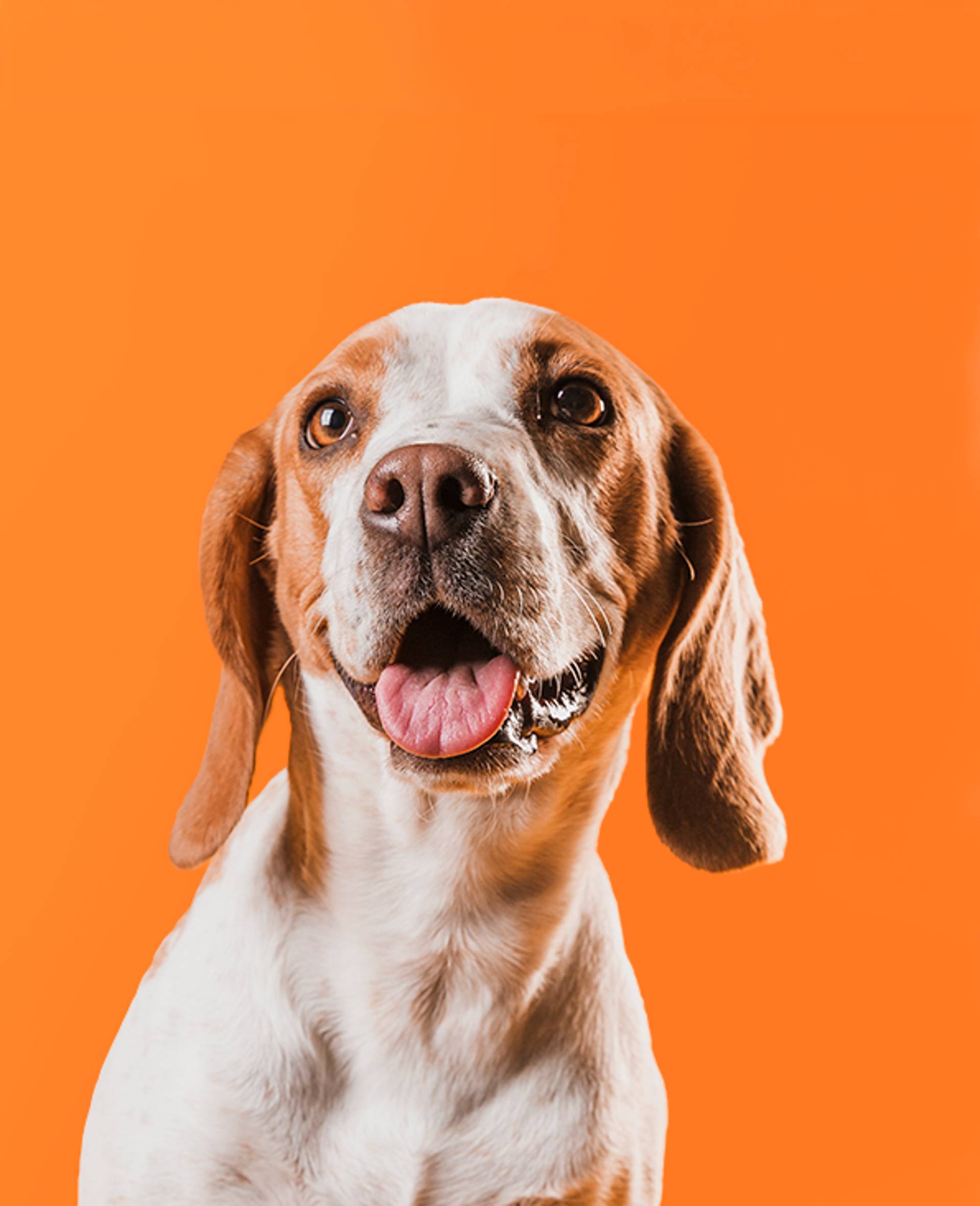 Ofertas para cão