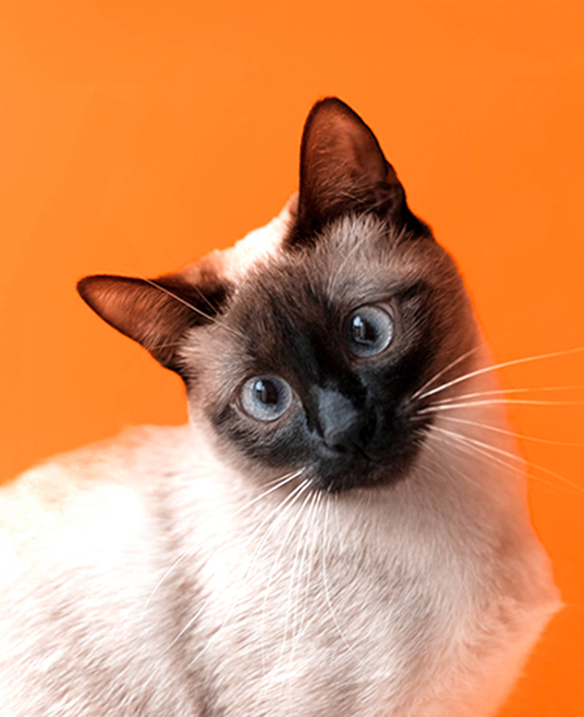 Ofertas para gato