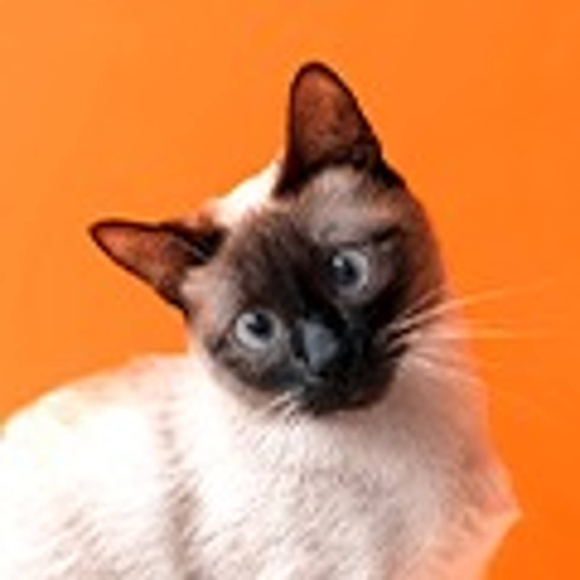 Ofertas para gato