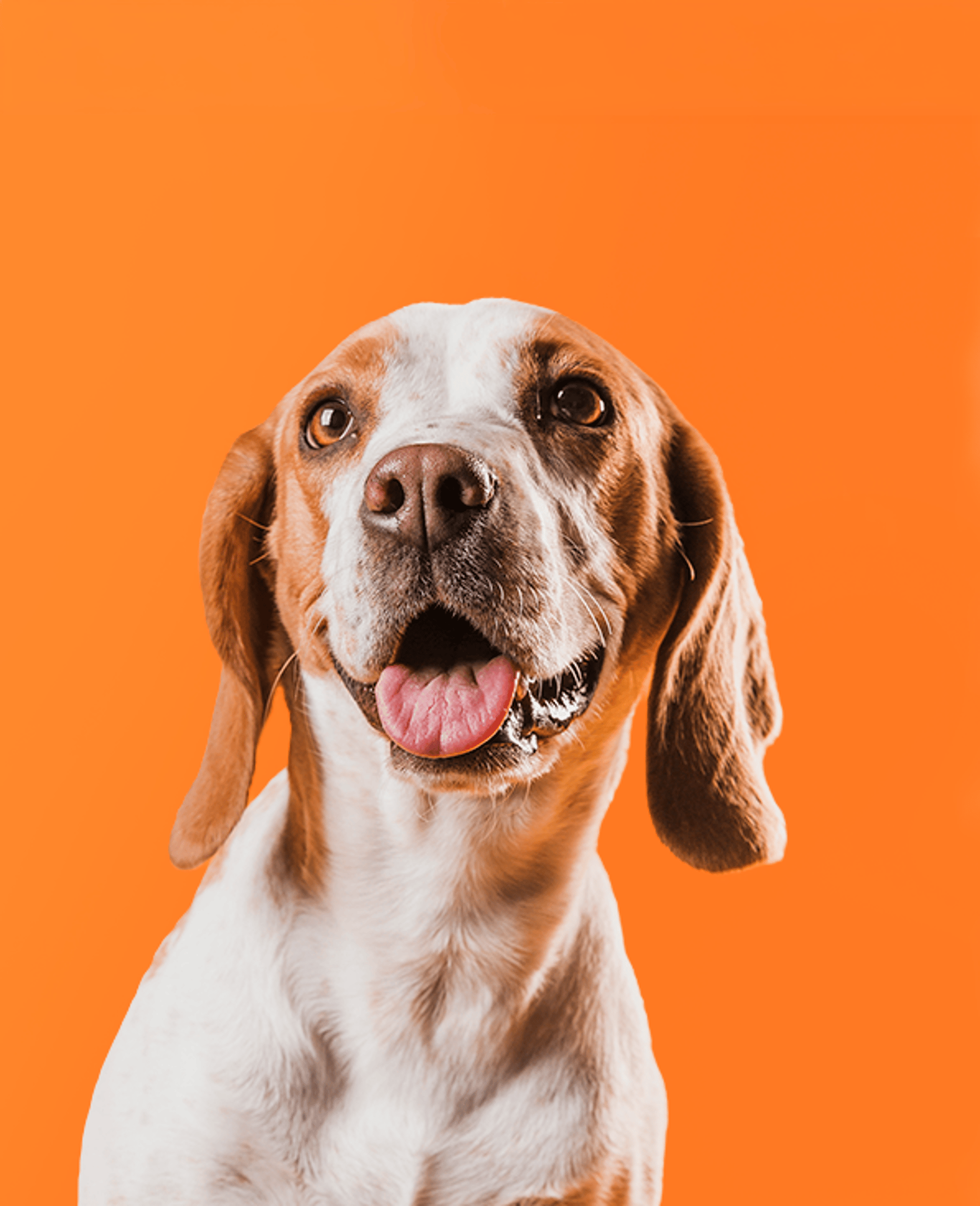 Ofertas para cão