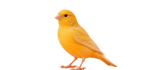 Pássaros
