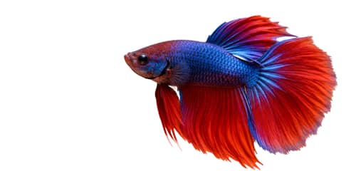 Peixes