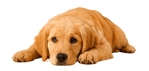 Cachorro