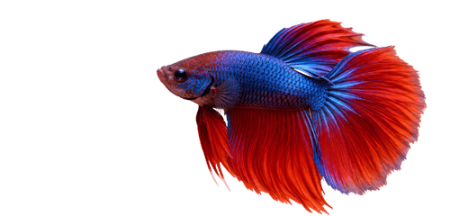 Peixes
